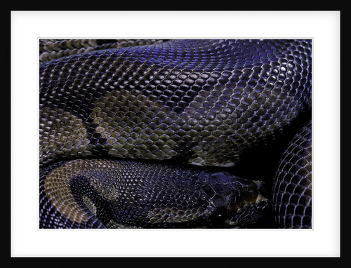Python regius f. melanistic (royal python, ball python) by Anonymous