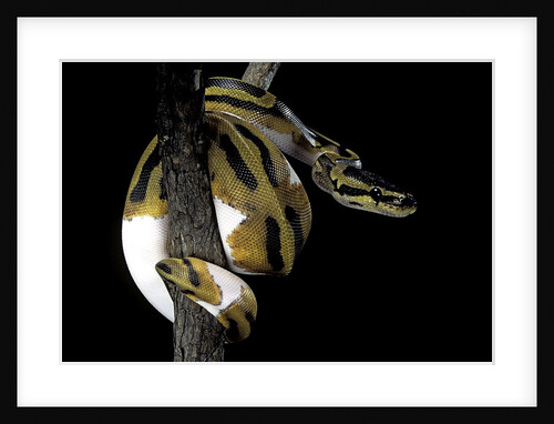 Python regius f. piebald (royal python, ball python) by Anonymous
