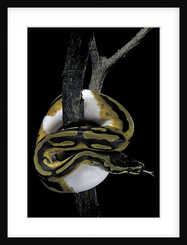 Python regius f. piebald (royal python, ball python) by Anonymous