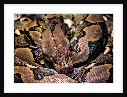 Python reticulatus (reticulated python) by Anonymous
