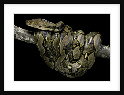 Python reticulatus (reticulated python) by Anonymous
