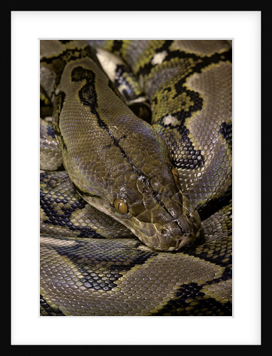 Python reticulatus (reticulated python) by Anonymous
