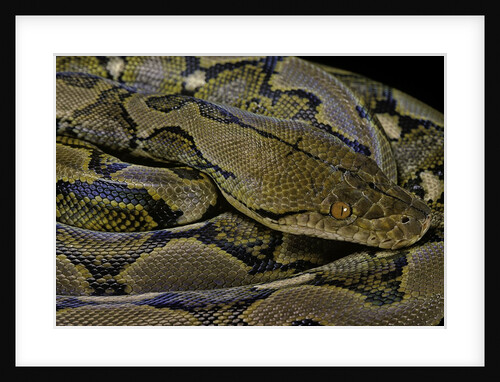 Python reticulatus (reticulated python) by Anonymous