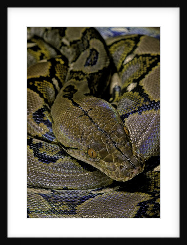 Python reticulatus (reticulated python) by Anonymous