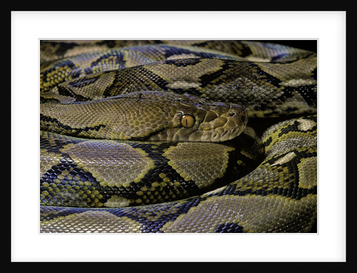 Python reticulatus (reticulated python) by Anonymous