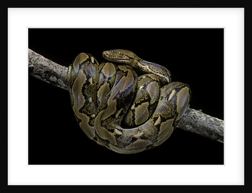 Python reticulatus (reticulated python) by Anonymous