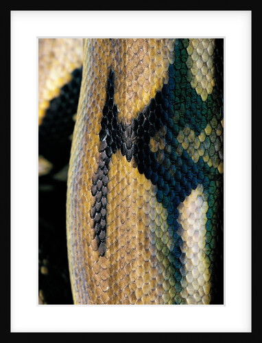 Python reticulatus (reticulated python) - scales by Anonymous