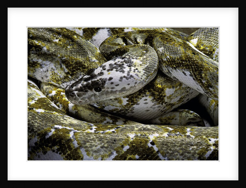 Python reticulatus f. calico (reticulated python) by Anonymous