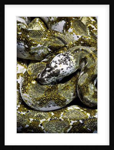 Python reticulatus f. calico (reticulated python) by Anonymous