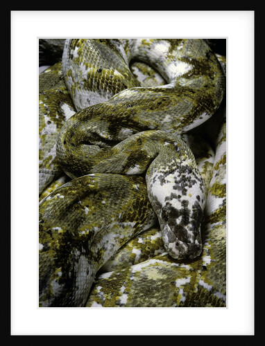 Python reticulatus f. calico (reticulated python) by Anonymous