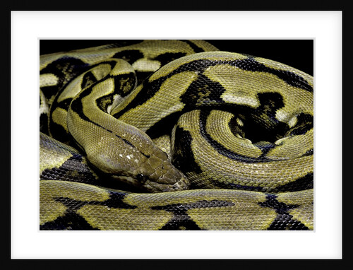 Python reticulatus f.tiger (reticulated python) by Anonymous