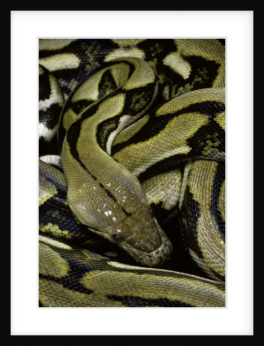 Python reticulatus f.tiger (reticulated python) by Anonymous