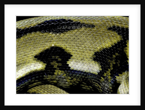 Python reticulatus f.tiger (reticulated python) - scales by Anonymous