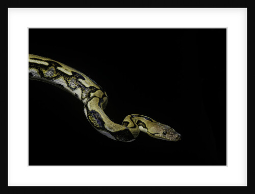 Python reticulatus f.tiger (reticulated python) by Anonymous