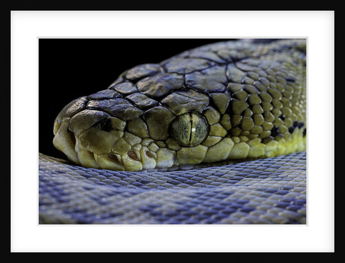 Malayopython timoriensis (Timor python) by Anonymous