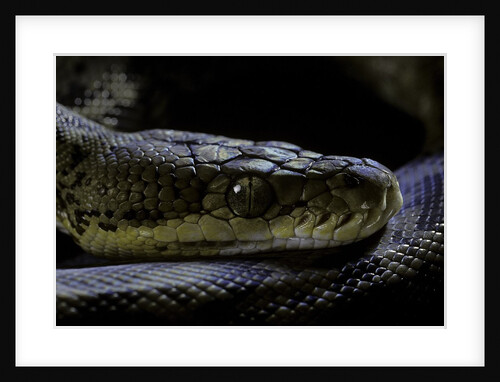 Malayopython timoriensis (Timor python) by Anonymous