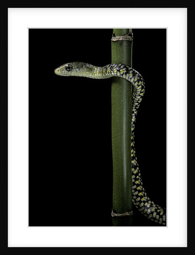 Rhamnophis (Trasops) aethiopissa (large-eyed green treesnake) by Anonymous