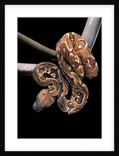 Sanzinia madagascariensis (Madagascar tree boa) by Anonymous