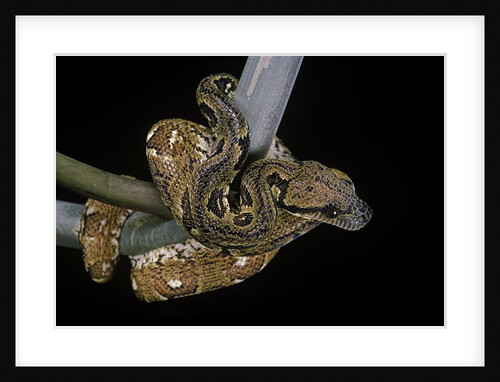Sanzinia madagascariensis (Madagascar tree boa) by Anonymous