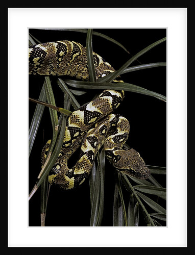 Sanzinia madagascariensis f. mandarine (Madagascar tree boa) by Anonymous