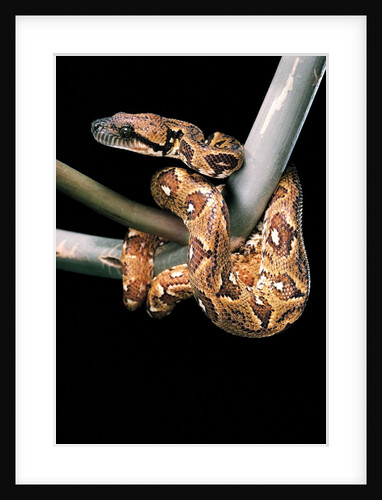 Sanzinia madagascariensis (Madagascar tree boa) by Anonymous