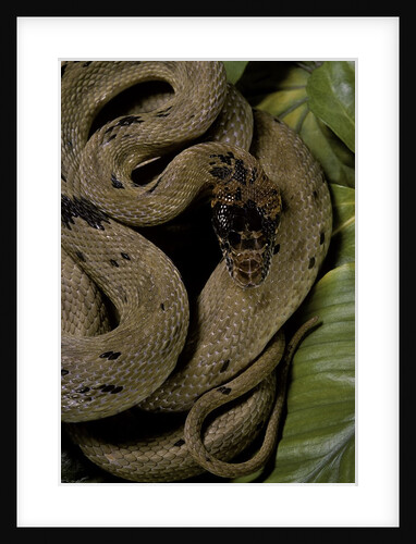 Spalerophis diadema attriceps (diadem snake) by Anonymous