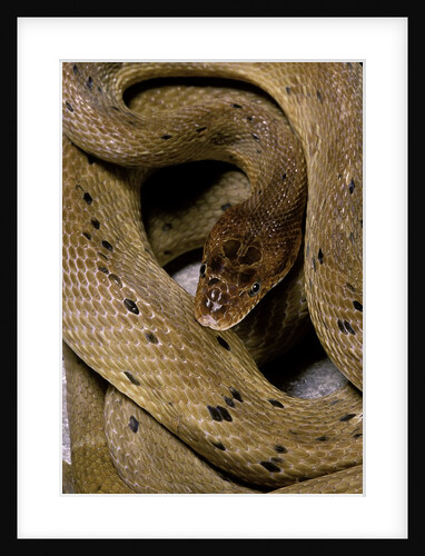 Spalerophis diadema attriceps (diadem snake) by Anonymous