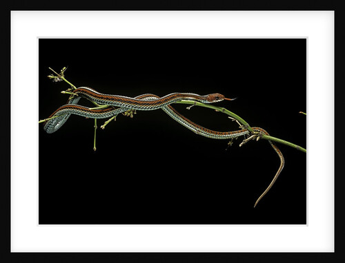 Thamnophis sirtalis (common garter snake) by Anonymous