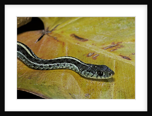 Thamnophis sirtalis similis (common garter snake) by Anonymous