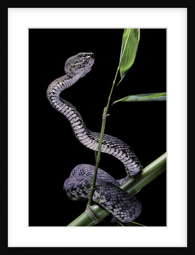 Trimeresurus purpureomaculatus (mangrove viper) by Anonymous