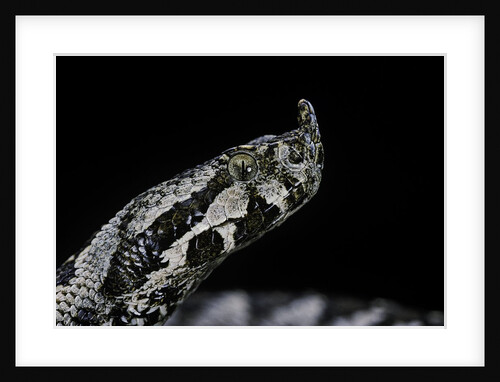 Vipera ammodytes (nose-horned viper) by Anonymous