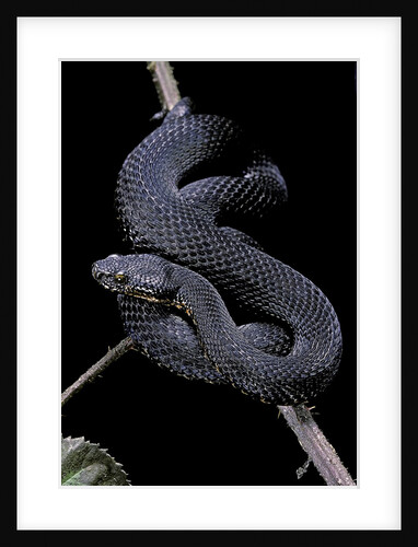 Vipera aspis f. melanistic (asp viper) by Anonymous