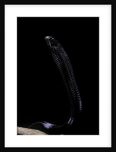Thrasops jacksonii (black tree snake) by Anonymous
