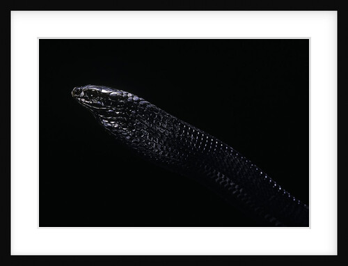 Thrasops jacksonii (black tree snake) by Anonymous