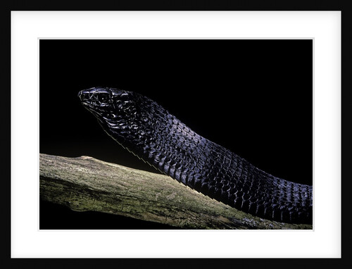 Thrasops jacksonii (black tree snake) by Anonymous