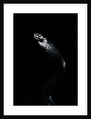 Thrasops jacksonii (black tree snake) by Anonymous