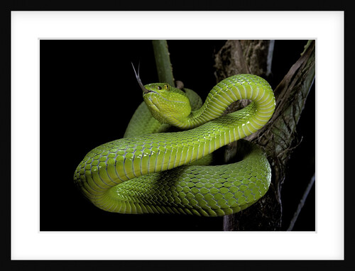 Trimeresurus albolabris (white-lipped tree viper) by Anonymous