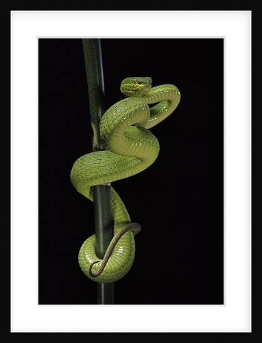Trimeresurus albolabris (white-lipped tree viper) by Anonymous