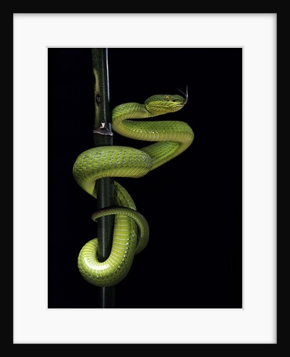 Trimeresurus albolabris (white-lipped tree viper) by Anonymous