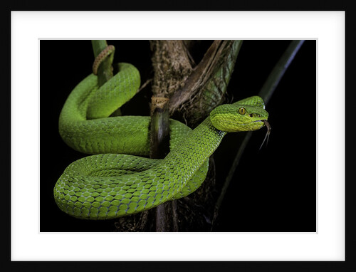Trimeresurus albolabris (white-lipped tree viper) by Anonymous