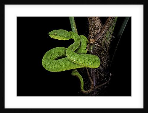 Trimeresurus albolabris (white-lipped tree viper) by Anonymous