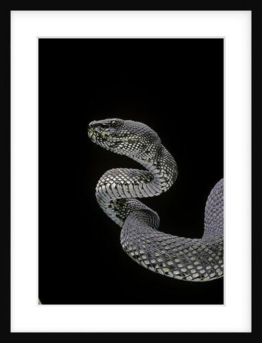 Trimeresurus purpureomaculatus (mangrove viper) by Anonymous