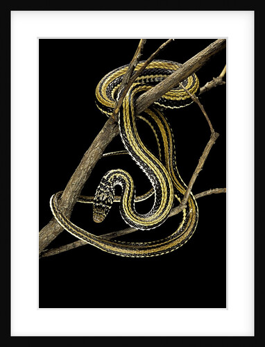 Xenochrophis vittatus (striped water snake) by Anonymous