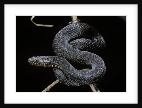 Vipera aspis f. melanistic (asp viper) by Anonymous