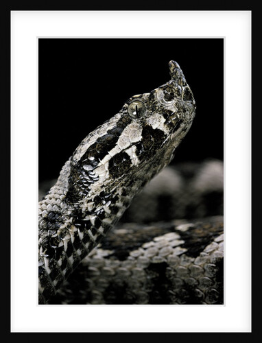 Vipera ammodytes (nose-horned viper) by Anonymous