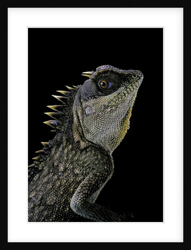 Acanthosaura armata (armored pricklenape) by Anonymous