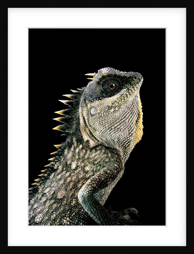 Acanthosaura armata (armored pricklenape) by Anonymous