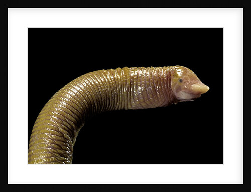 Amphisbaenidae. by Anonymous