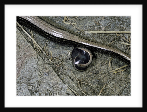 Anguis fragilis (Slow Worm) - farrowing by Anonymous