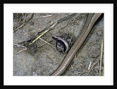 Anguis fragilis (Slow Worm) - farrowing by Anonymous